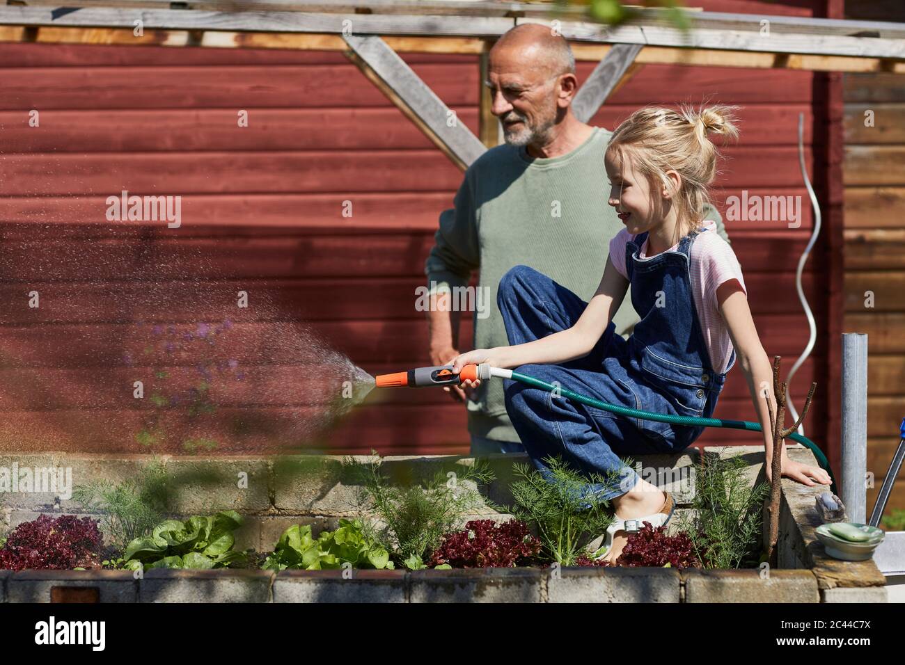 Nonno e nipote annaffiatura lattuga in giardino di assegnazione Foto Stock