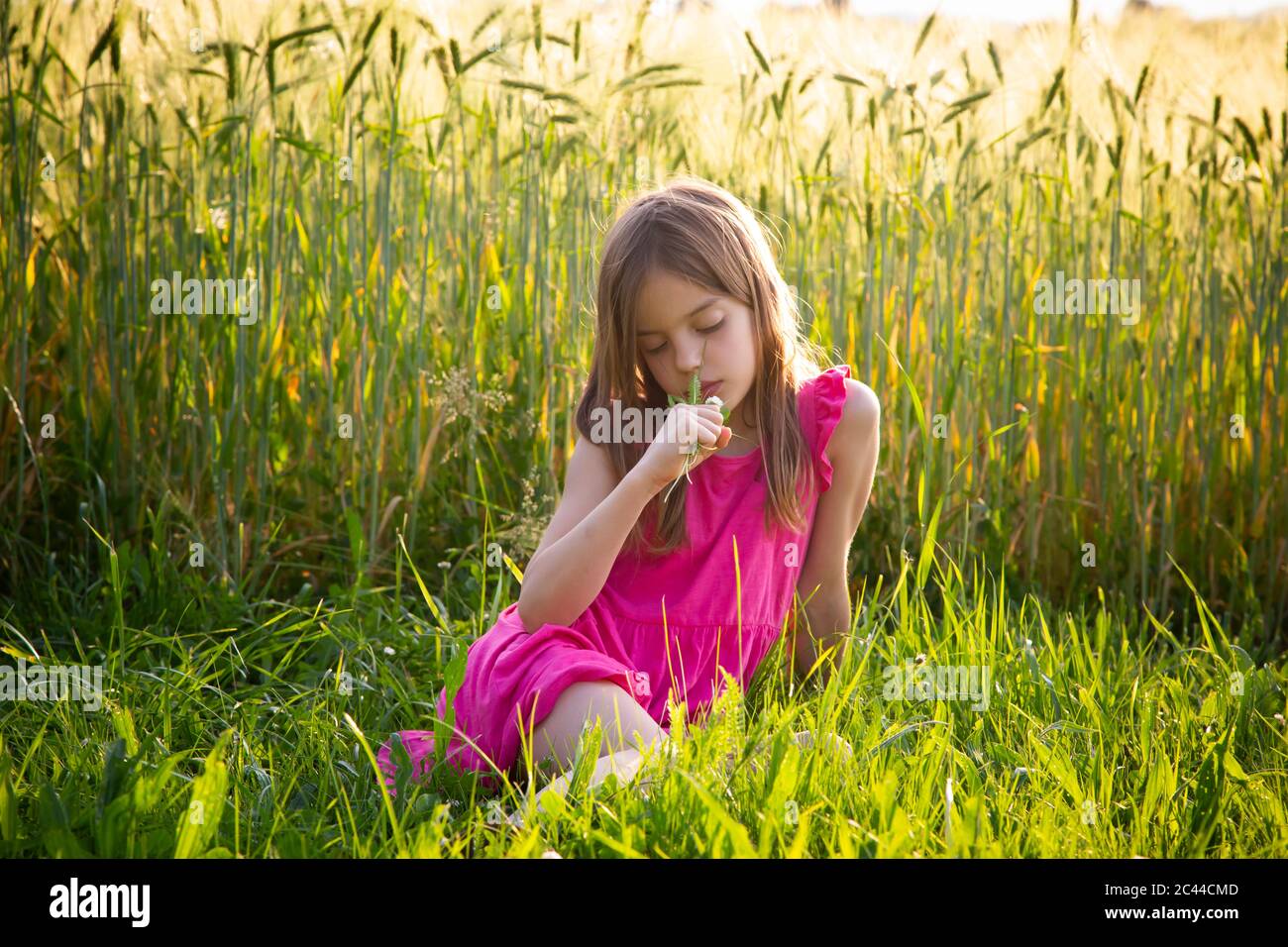 Ritratto di giovane ragazza che indossa vibrante abito rosa seduti nella parte anteriore del campo di segale in estate Foto Stock