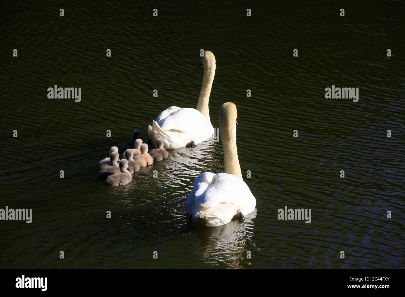 Germania, Sassonia, due cigni adulti che nuotano in lago con i cigneti Foto Stock