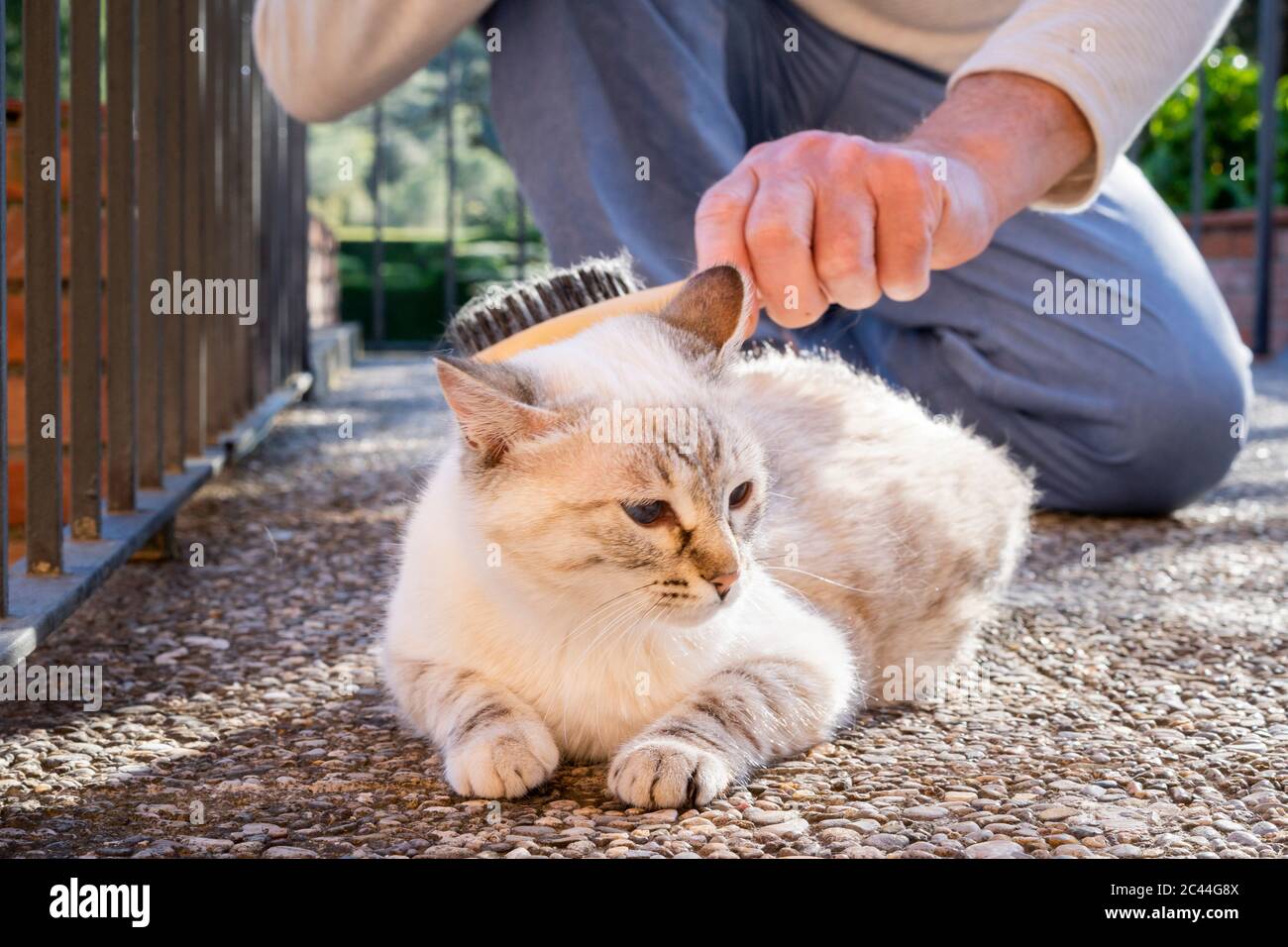 Uomo anziano che spazzolando gatto che giace su pavimento di pietra Foto Stock