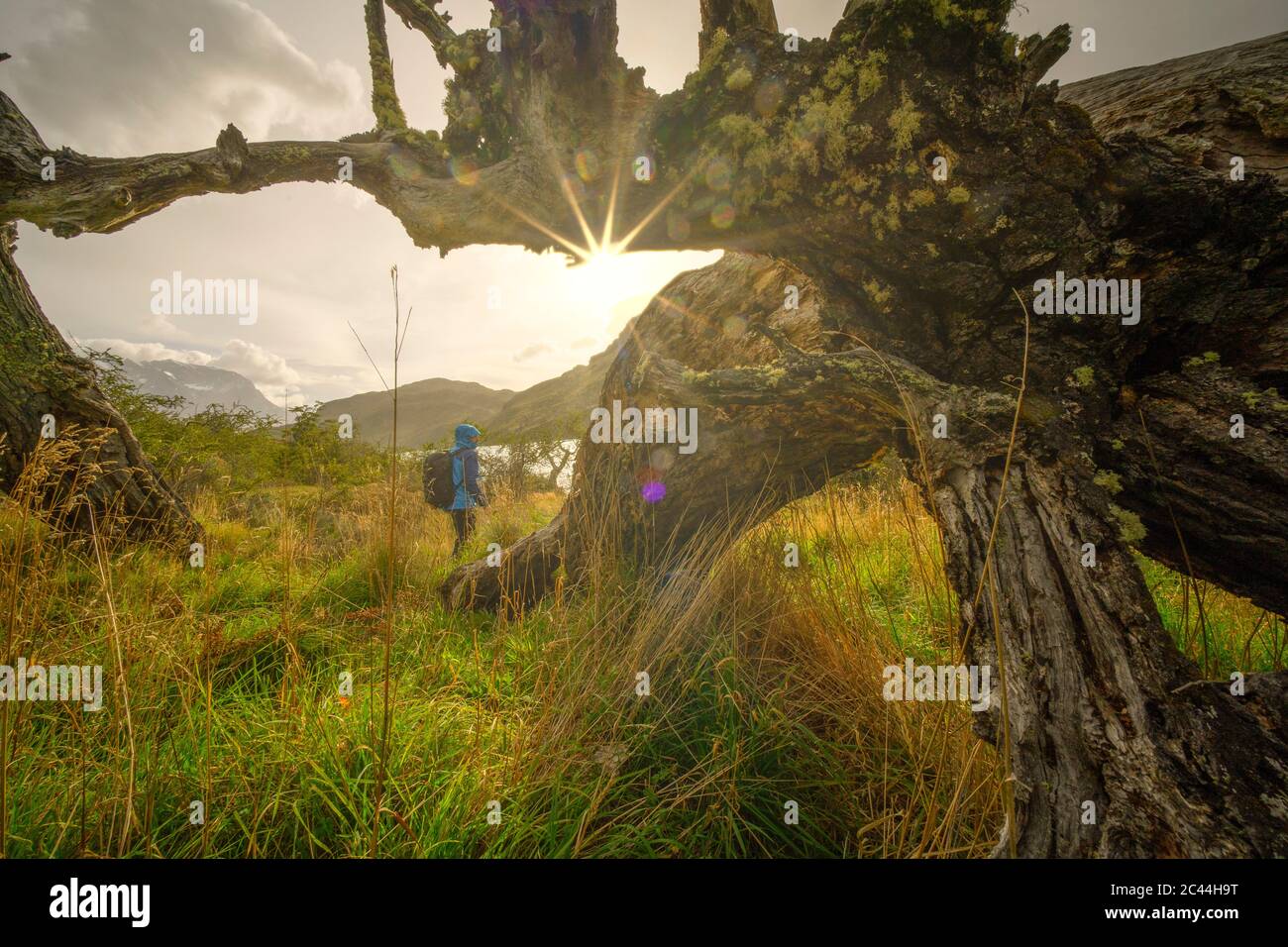 Cile, Provincia ultima Esperanza, albero caduto morto di fronte a zaino in spalla escursioni nel Parco Nazionale Torres del Paine al tramonto Foto Stock