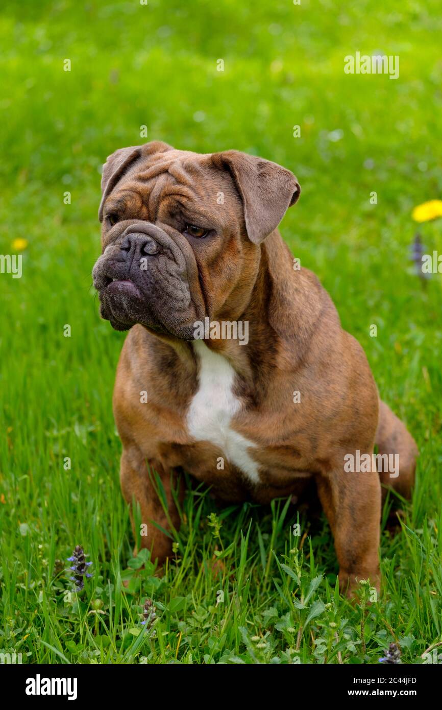 Ritratto di Bulldog inglese seduto sull'erba Foto Stock