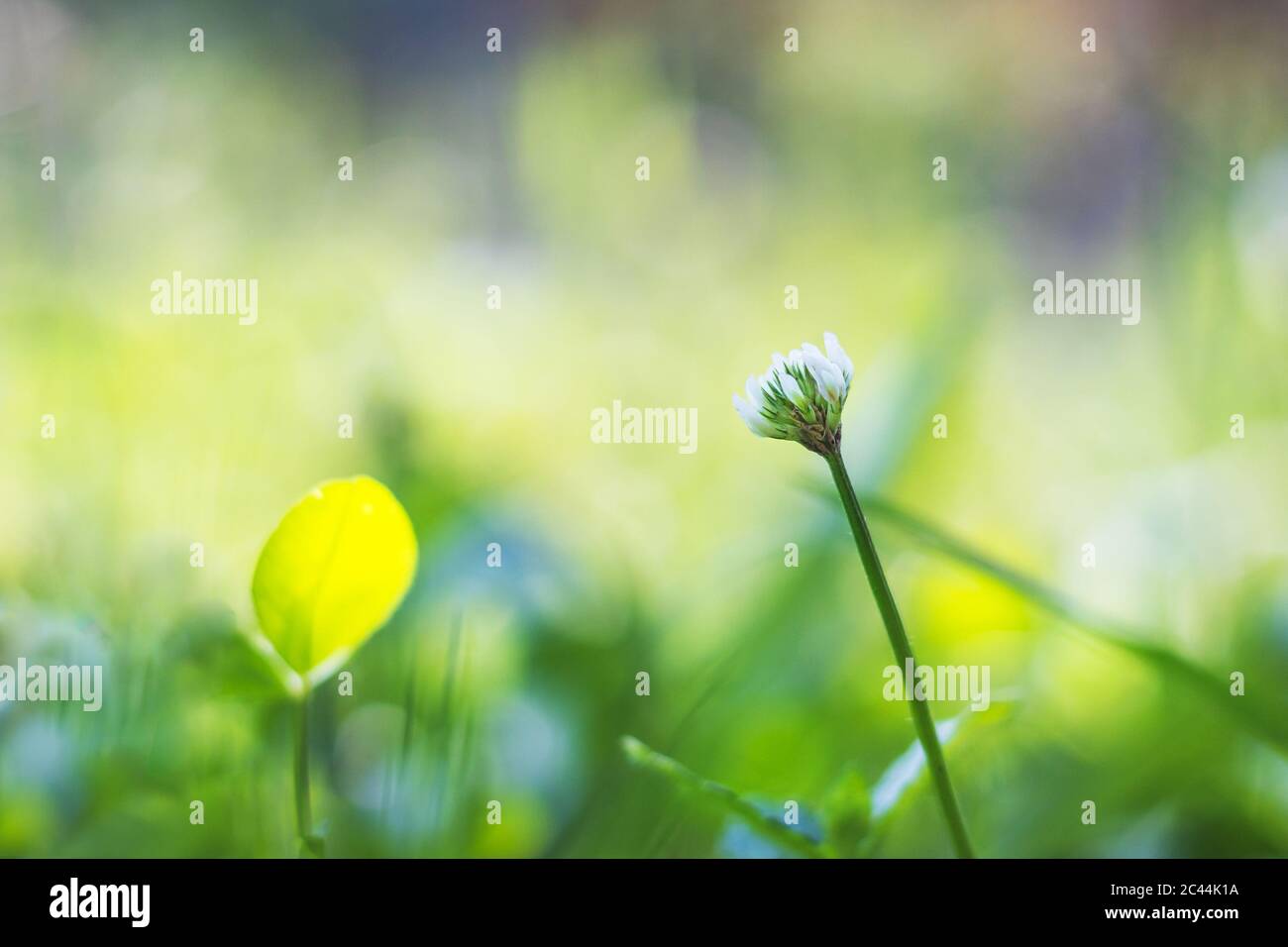 trifoglio nell'erba - fiore bianco del trifoglio, vista ravvicinata Foto Stock