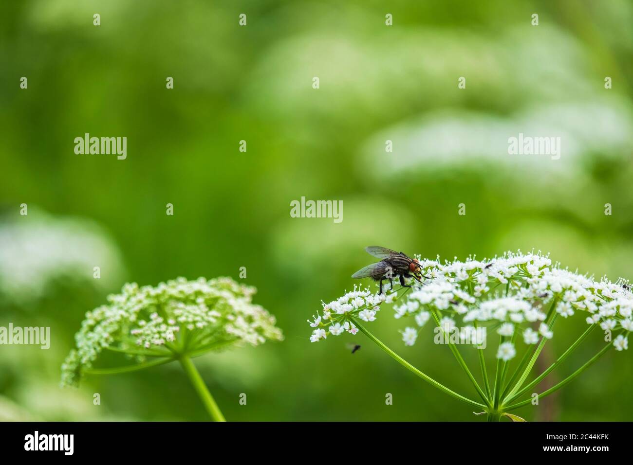 Vola seduto su un fiore estivo in un prato Foto Stock