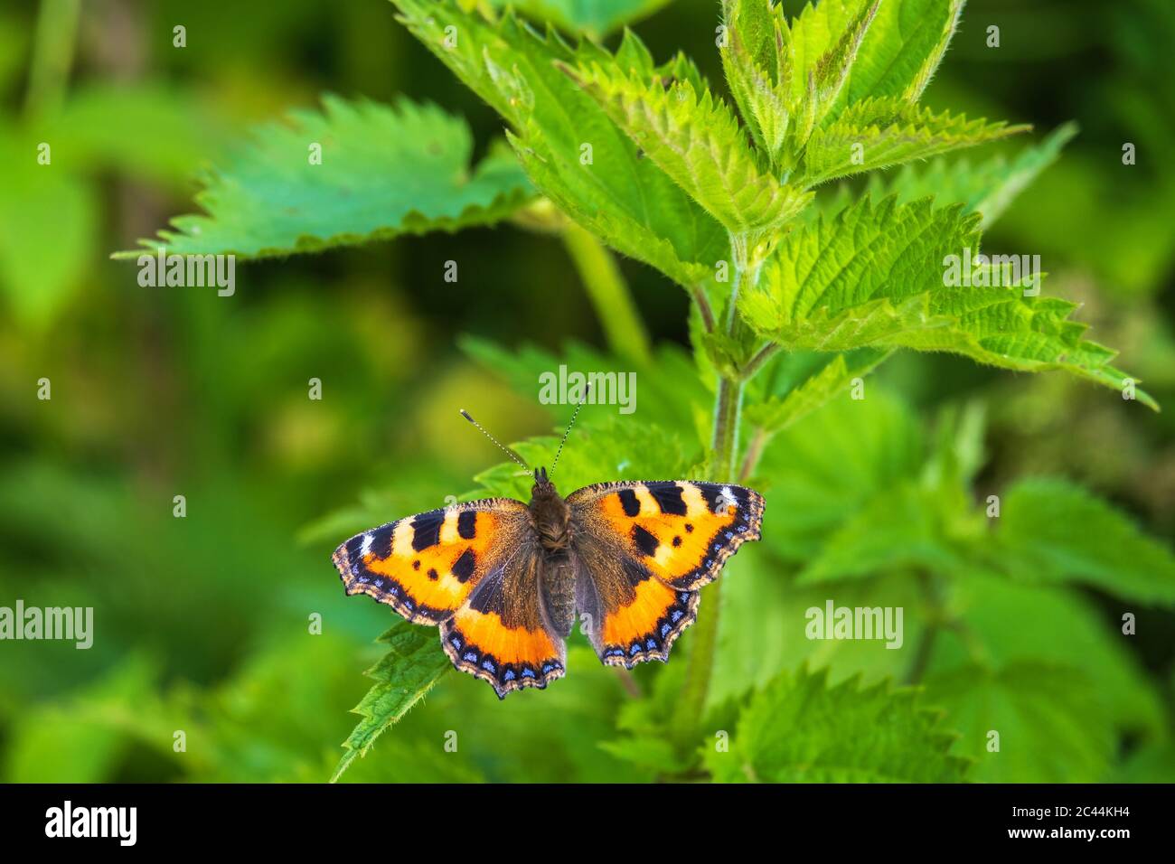 Ortica con una piccola farfalla di tartaruga Foto Stock