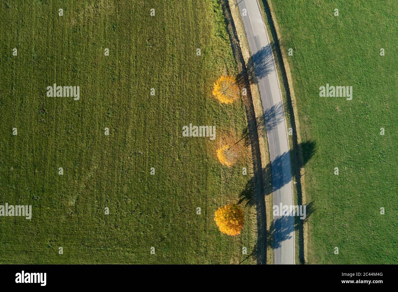 Germania, Baviera, drone vista di aceri Norvegia (Acer platanoides) che crescono accanto alla strada di campagna in autunno Foto Stock