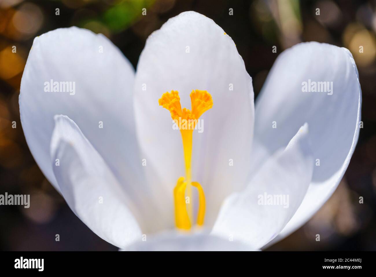 Resistenza del croccus bianco in fiore Foto Stock