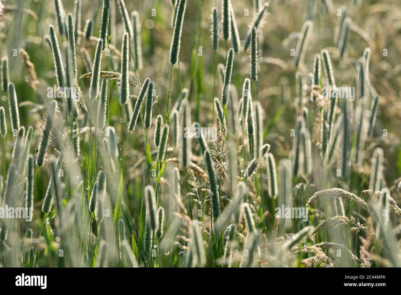 Campo di fieno con erbe miste, Warwickshire, Regno Unito Foto Stock