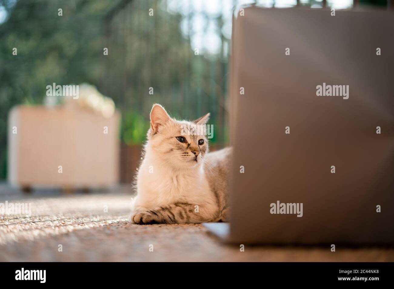 Cat guardando il computer portatile sdraiato su un pavimento in pietra Foto Stock