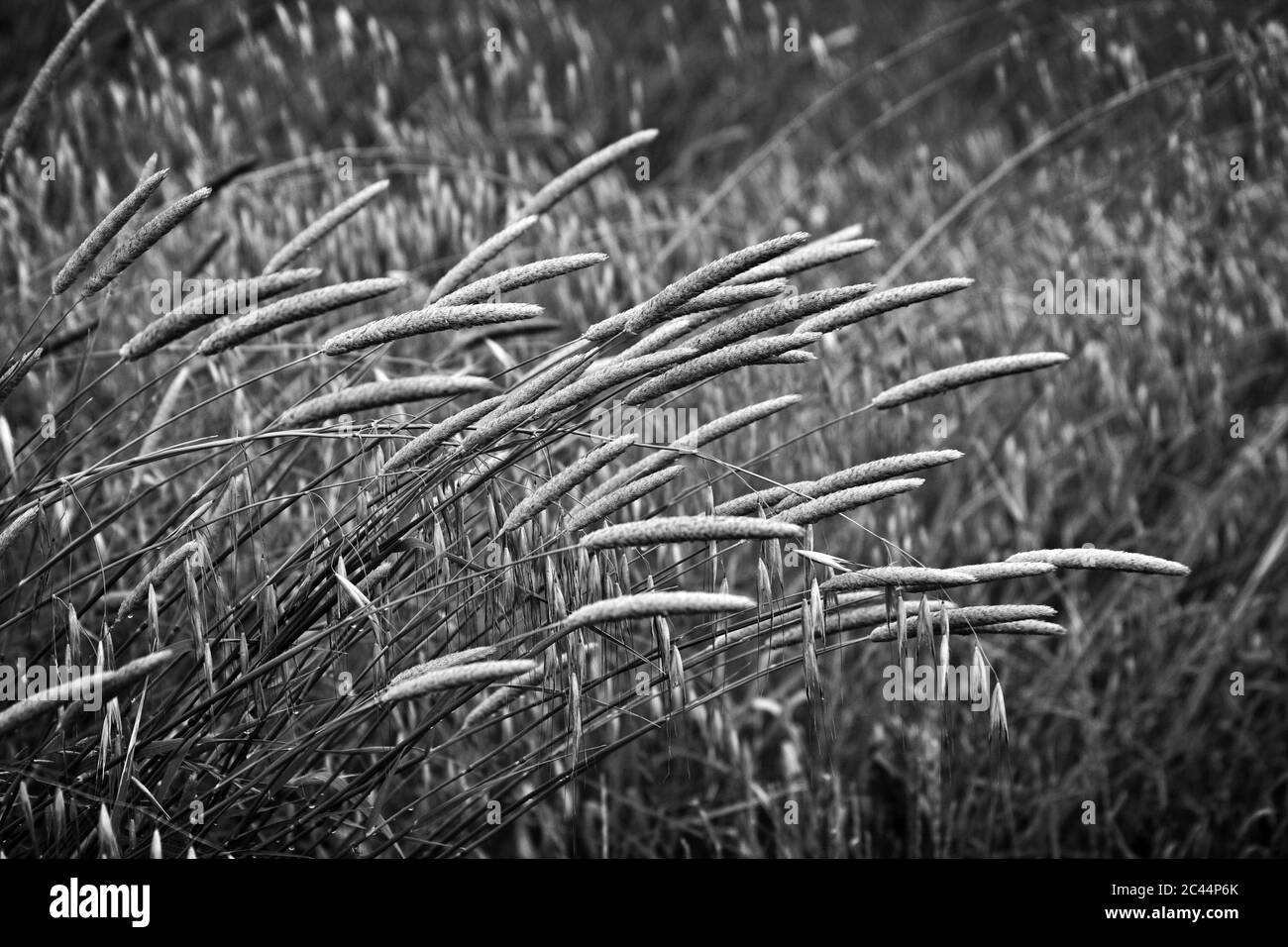 Colpo in scala di grigi del grano dorato che soffia nel vento su un campo di grano Foto Stock