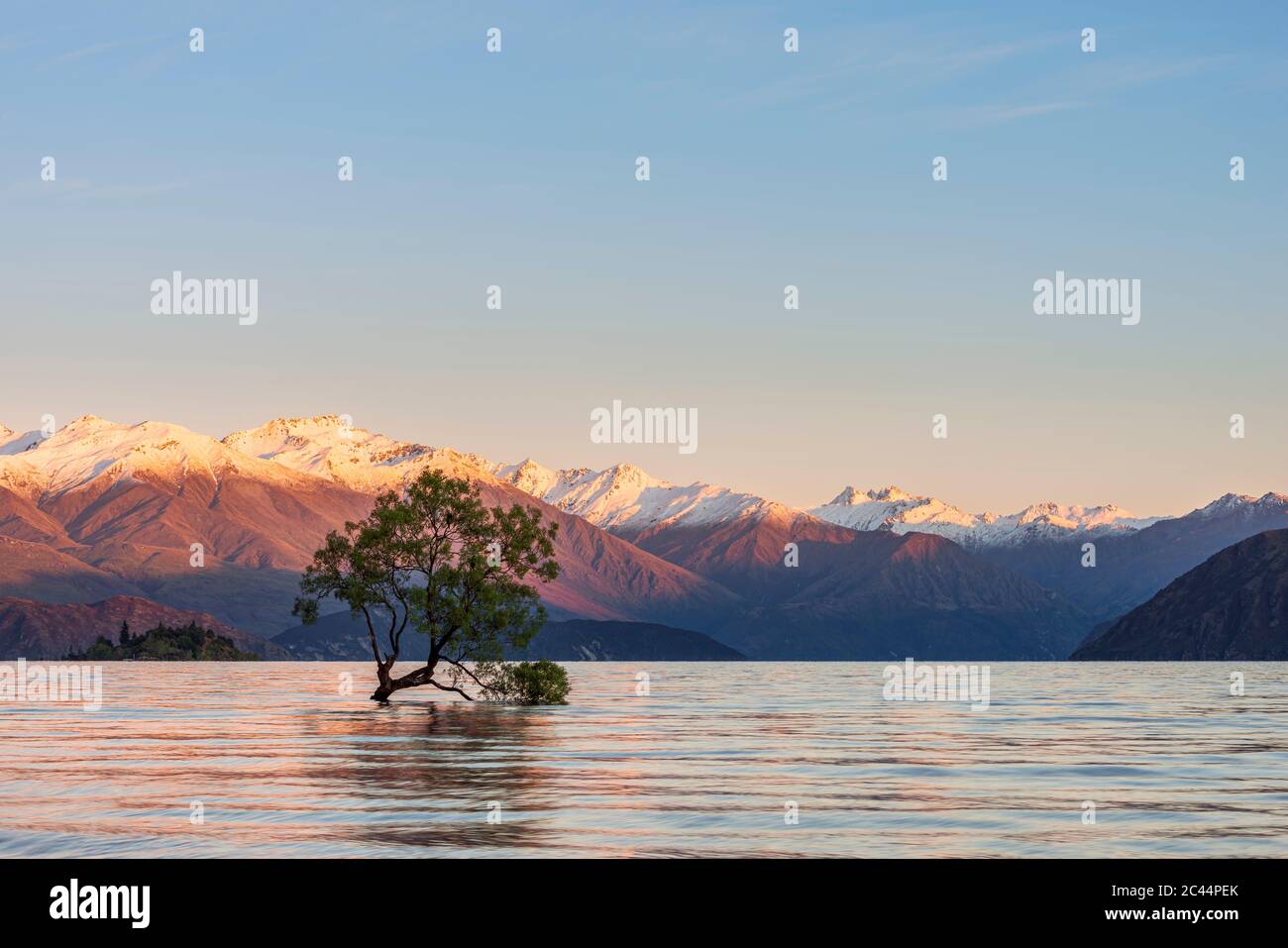 Nuova Zelanda, Otago, lago Wanaka e Wanaka Tree all'alba con montagne innevate sullo sfondo Foto Stock