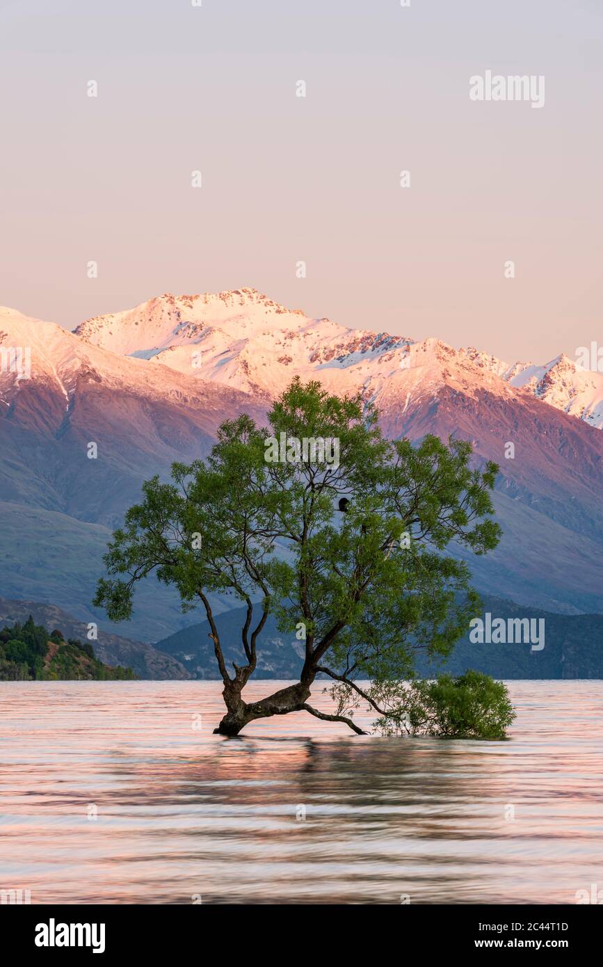 Nuova Zelanda, Otago, lago Wanaka e Wanaka Tree all'alba con montagne innevate sullo sfondo Foto Stock