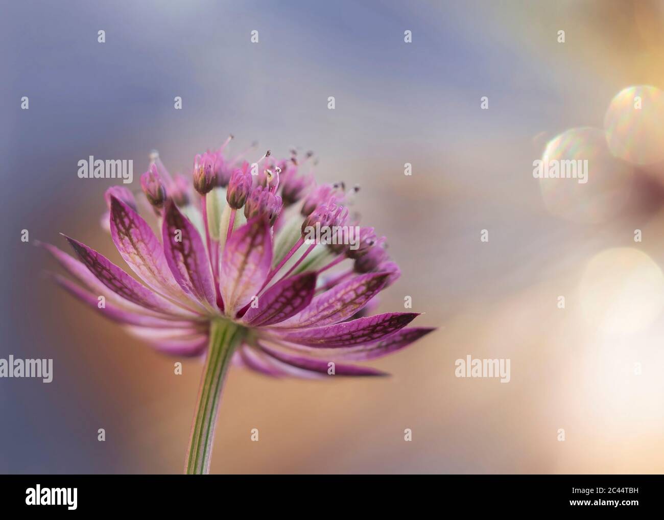 Primo piano di fioritura grande magistrale (astrantia Major) Foto Stock