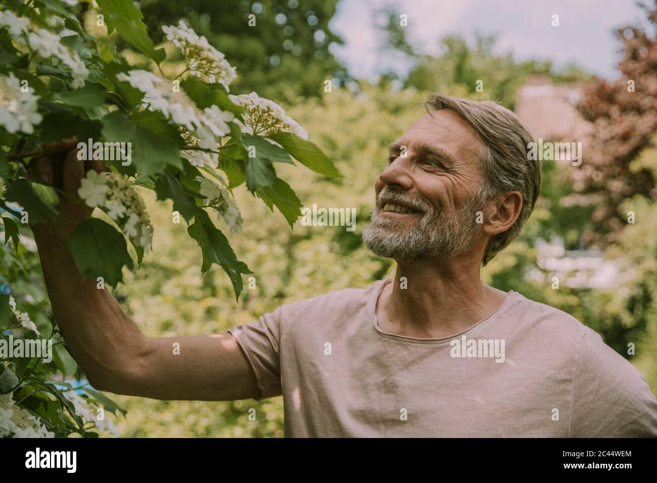 Uomo maturo sorridente che guarda fiori bianchi che crescono in giardino Foto Stock