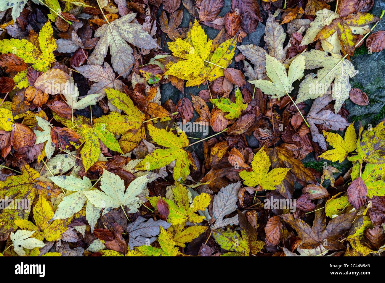 Direttamente sopra la vista delle foglie cadute nel parco nazionale durante l'autunno Foto Stock