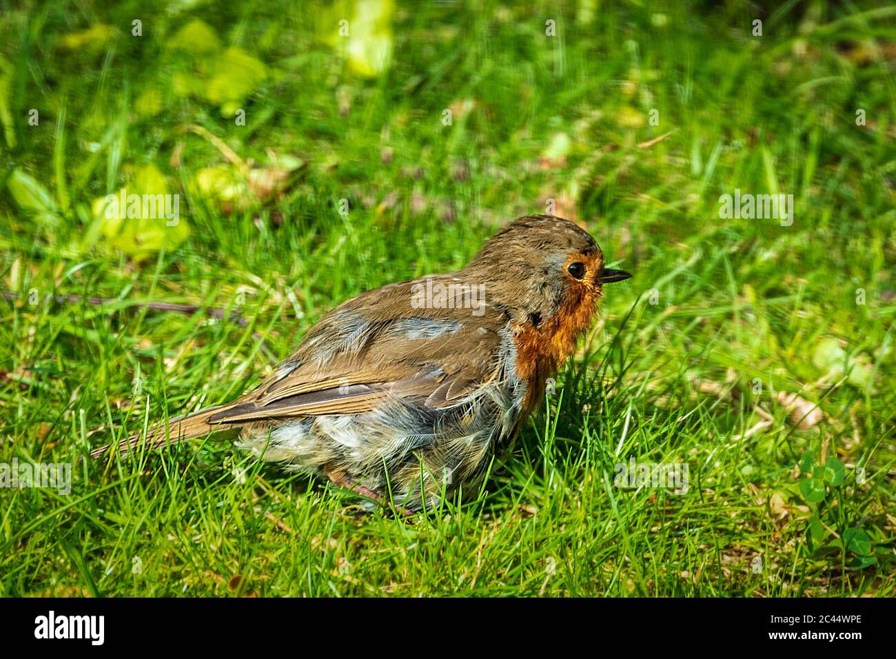 Un Robin prendere il sole a terra. Foto Stock