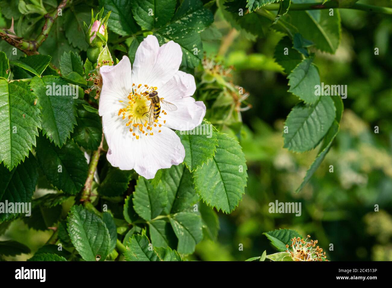 Mosca di hover (Allograpta obliqua) su un fiore bianco, altri nomi comuni per mosche di hover sono mosche sciroppate, mosche di fiore e mosche di drone Foto Stock