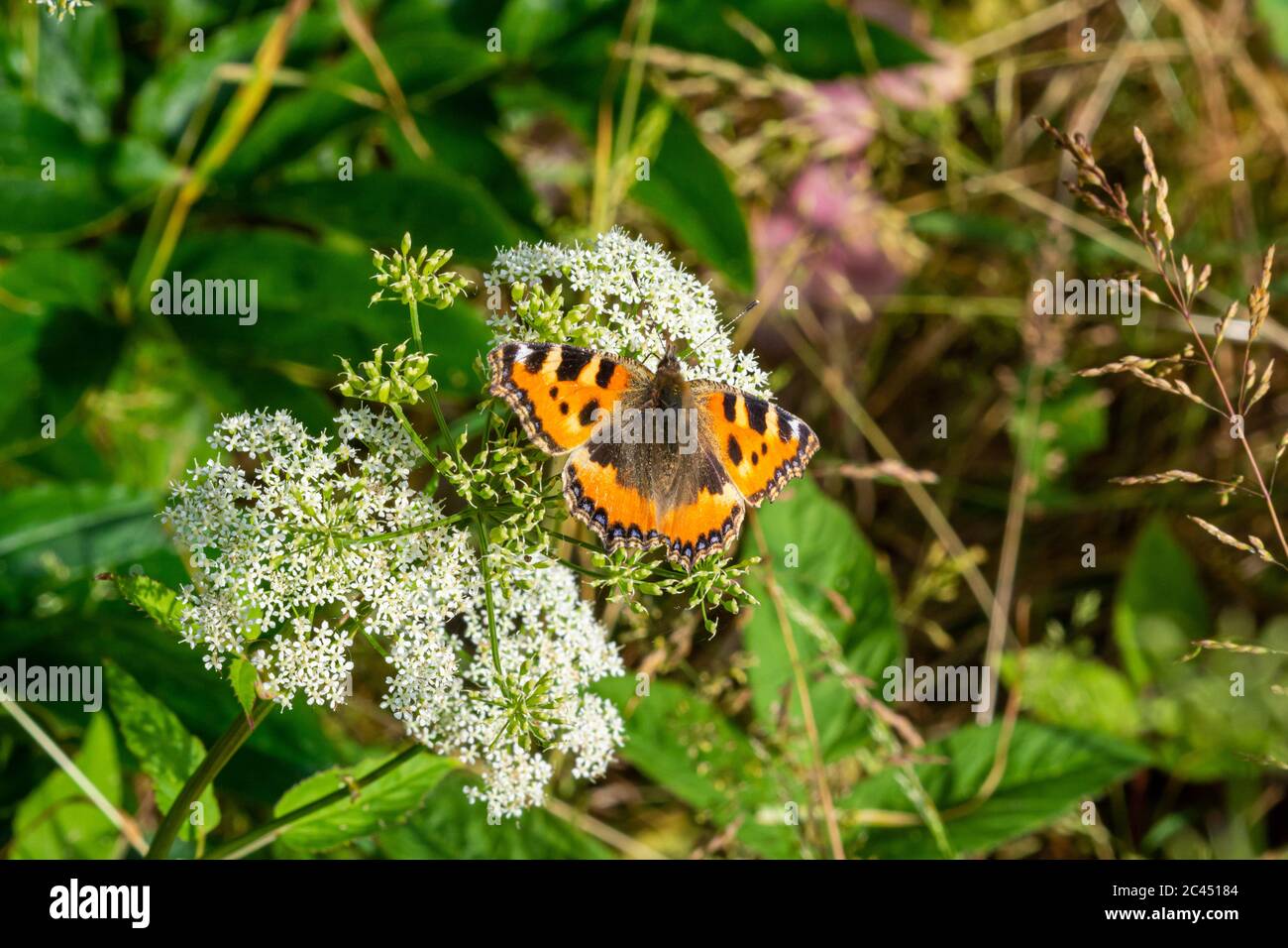 Farfalla di tartaruga (Aglais orticae) su un fiore di cardo viola. Questa farfalla è una farfalla eurasiatica colorata della famiglia dei Nymphalidae Foto Stock