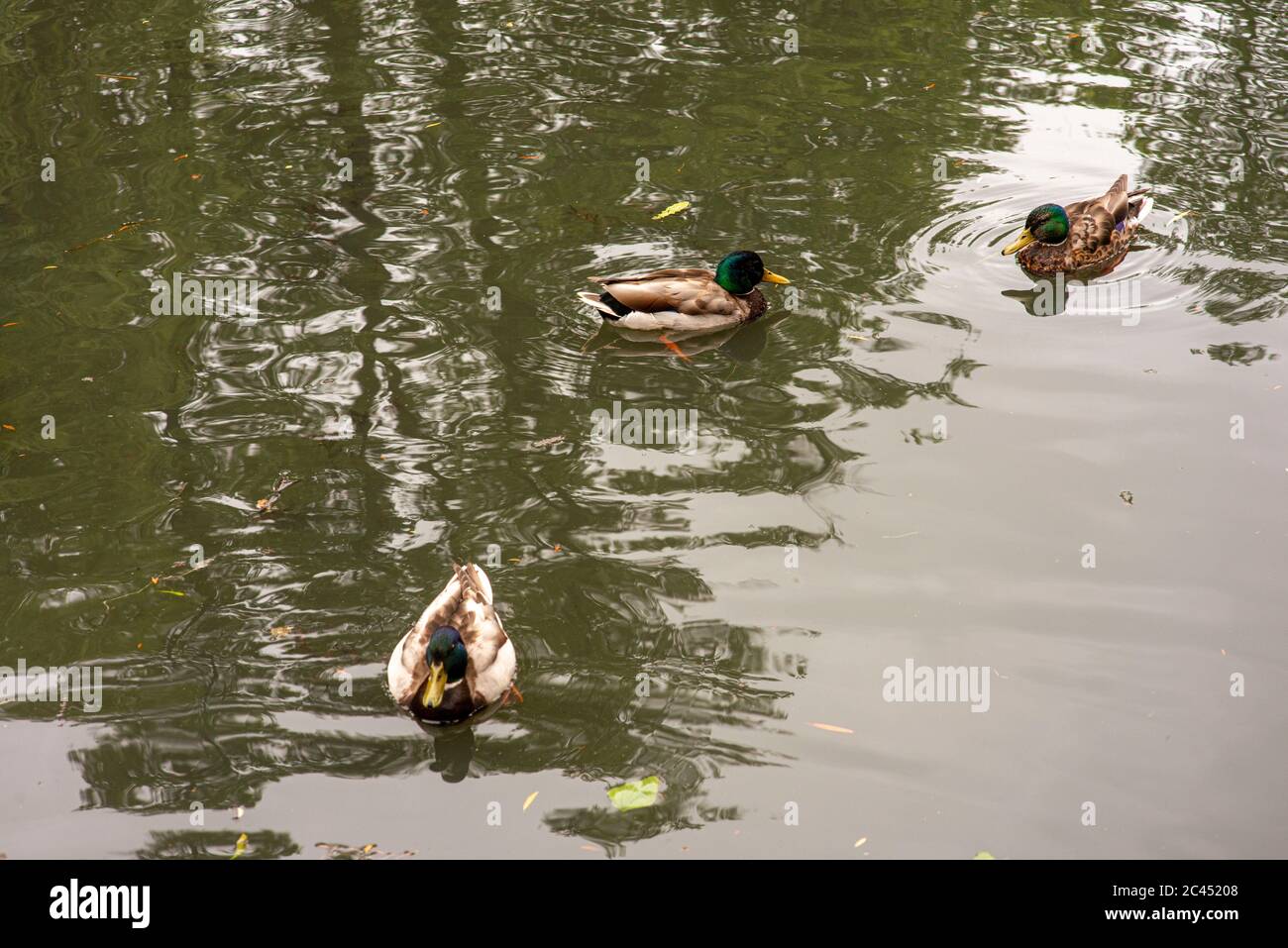 Anatre che nuotano nello stagno. Foto Stock