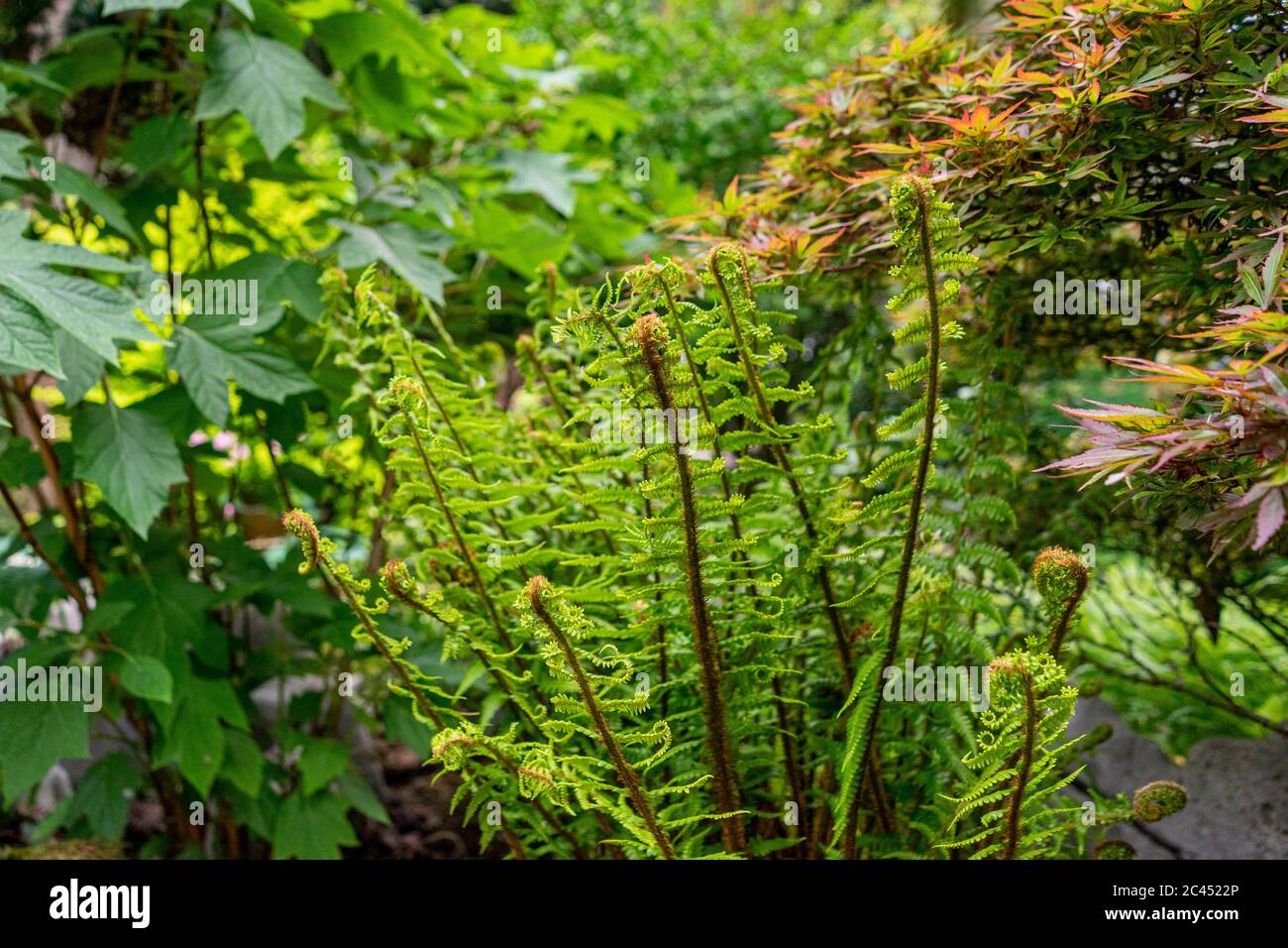 Primo piano foglie di felce che crescono all'aperto. Foto Stock