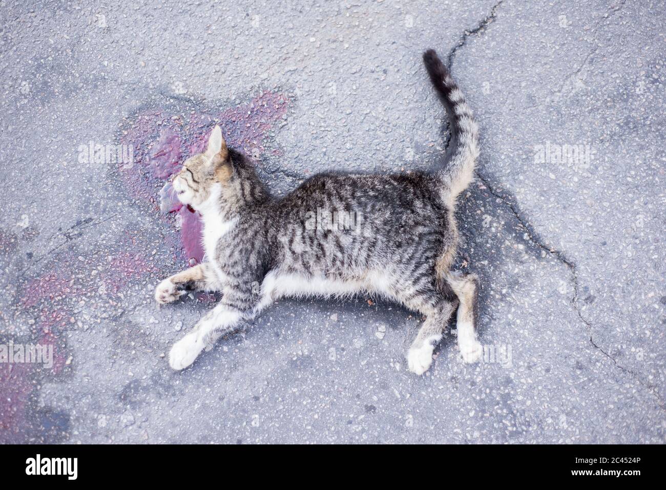 gatto morto, si trova su una strada asfaltata, in una piscina di sangue. Vista dall'alto Foto Stock