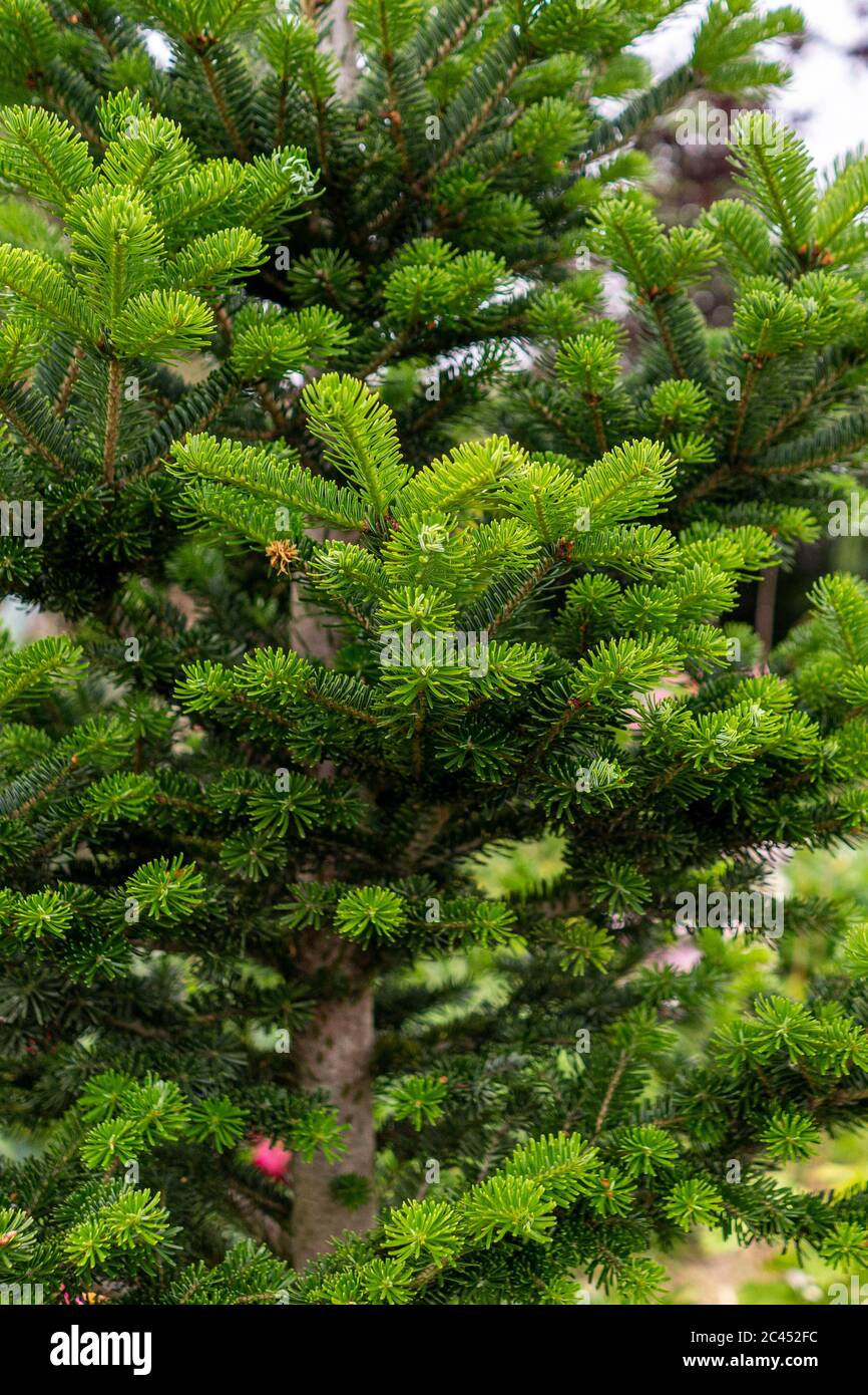 Piccolo abete d'argento europeo in crescita Foto Stock