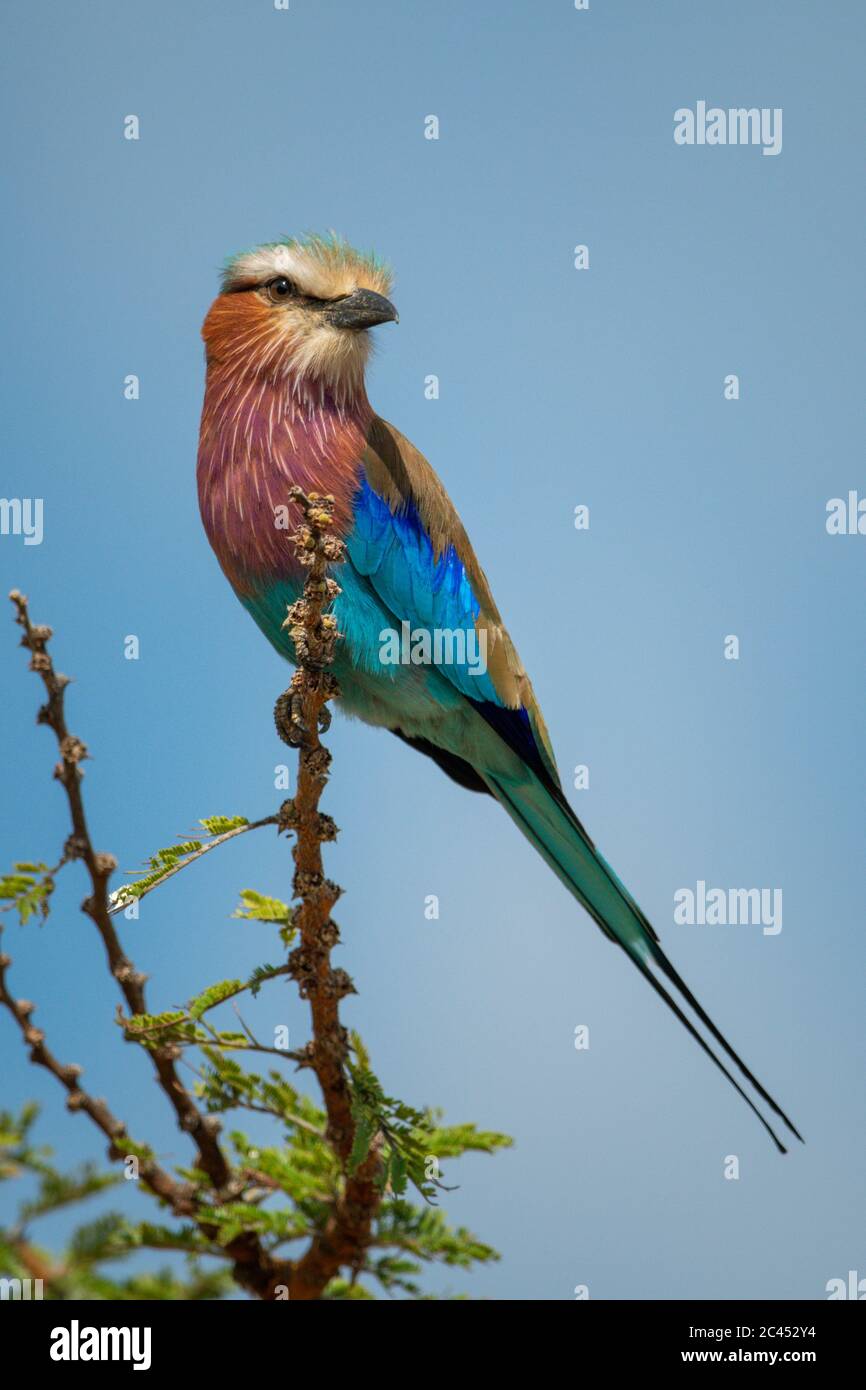 Il rullo tostato al lilla gira la testa per guardare la macchina fotografica Foto Stock