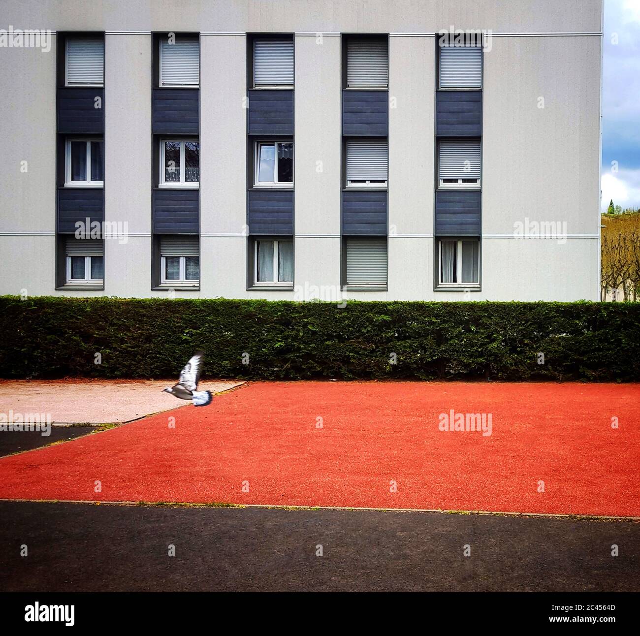 Pigeon che vola in un giardino di fronte a un edificio, Francia Foto Stock