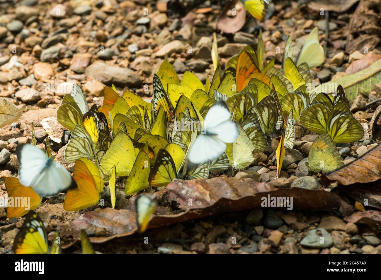 Farfalla selvaggia al Kaeng krachan Nationalpark ad ovest la città di Phetchaburi o Phetburi nella provincia di Phetchaburi in Thailandia. Thailandia, Phet Foto Stock
