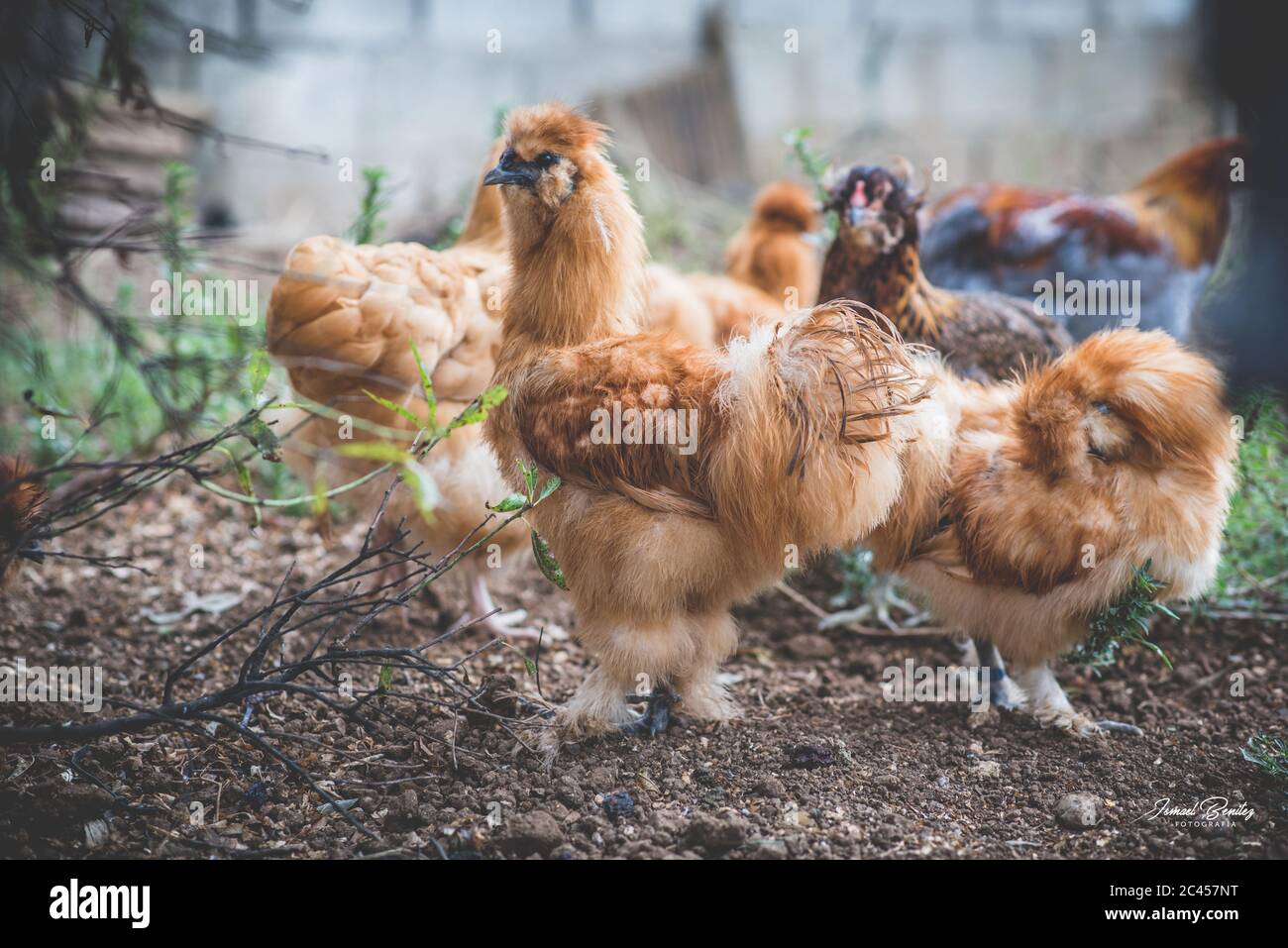 Colpo di polli castani di bantam di silkie in piedi sul terreno Foto Stock