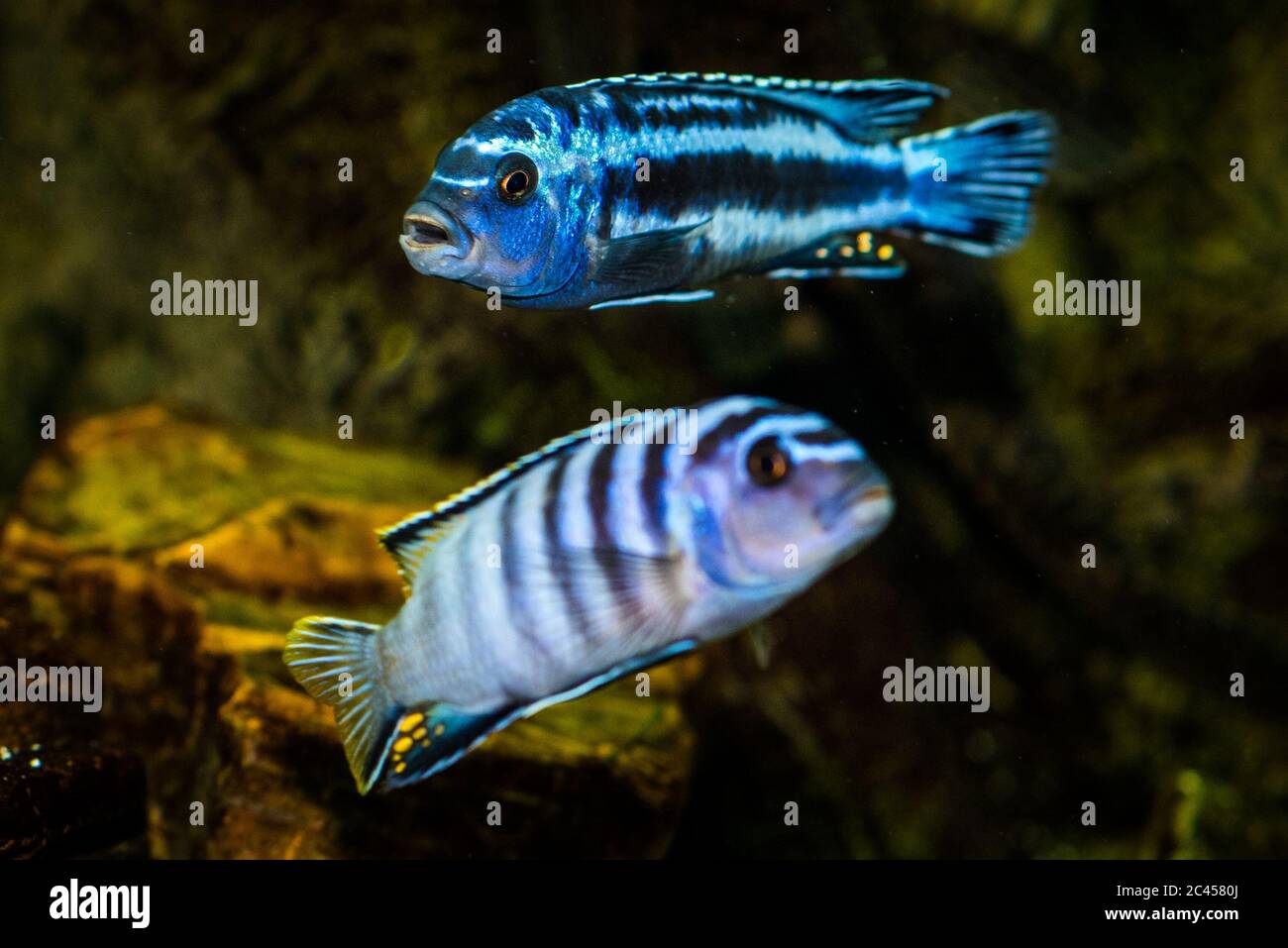 Scatto selettivo del blu acquario con motivi neri Cichlidae pesci Foto Stock