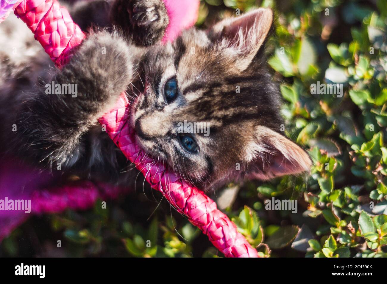 Divertente gattino che gioca con una borsa rosa nel parco in una giornata di sole Foto Stock