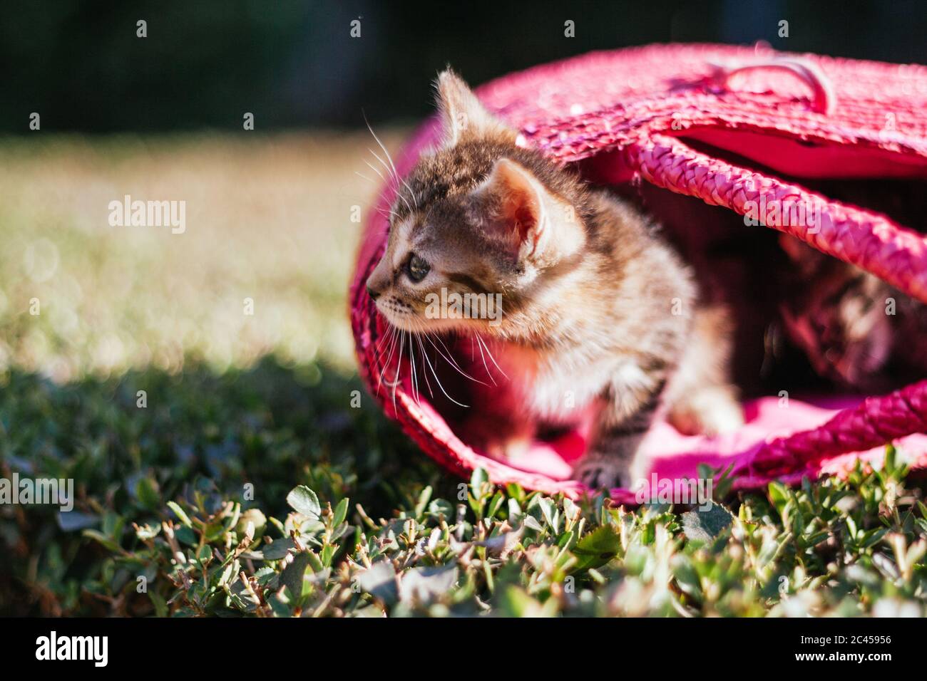 Divertente gattino che gioca con una borsa rosa nel parco in una giornata di sole Foto Stock