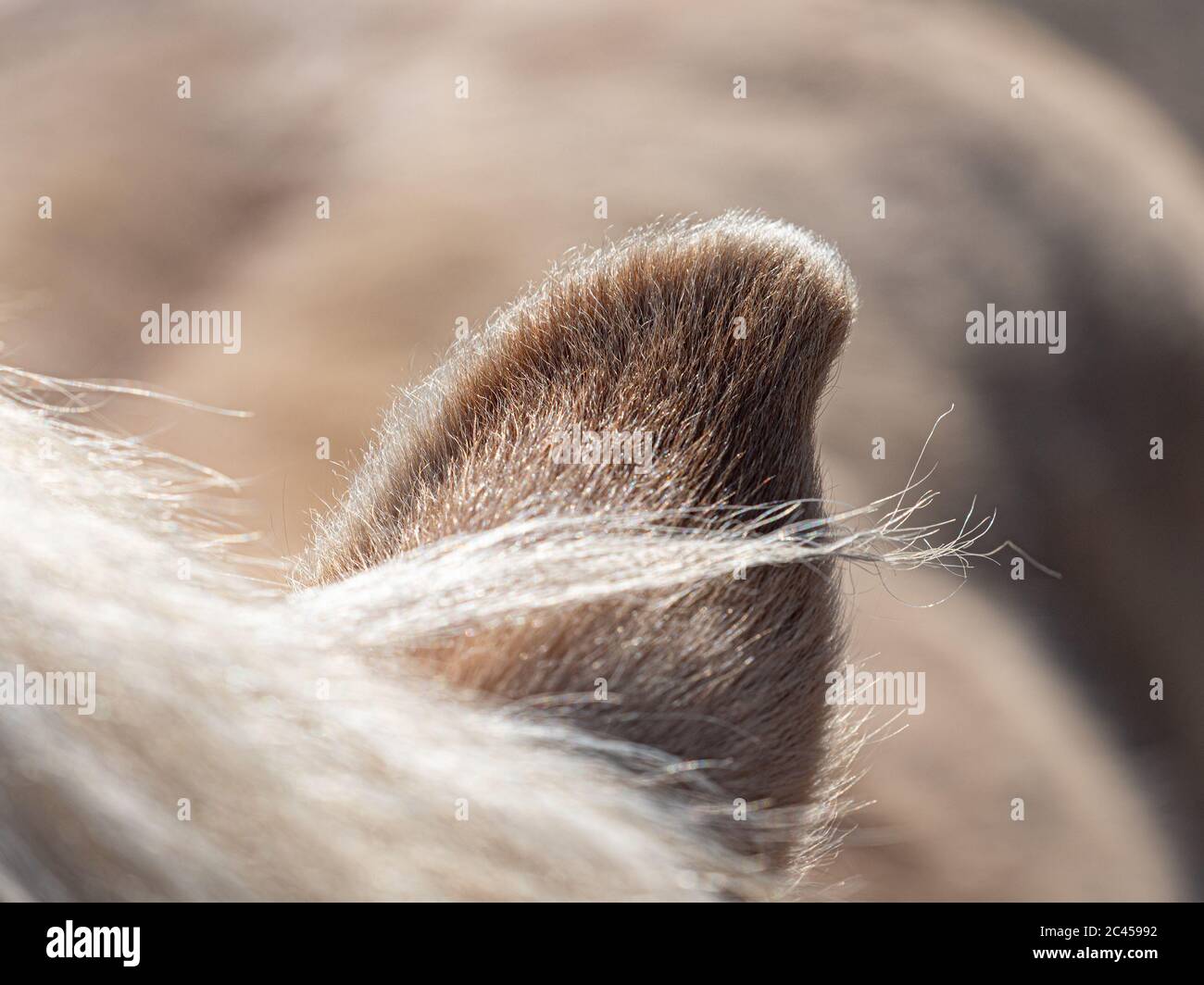 Estremità riccia affilata dell'orecchio del cavallo con poche fibre di creme. Dentle contorno peloso di lobo dell'orecchio girato nel vento. Foto Stock