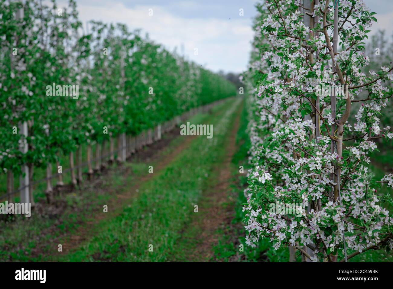 Tecnologie moderne per la crescita degli alberi. Alberi di mela in fiore con erba Foto Stock