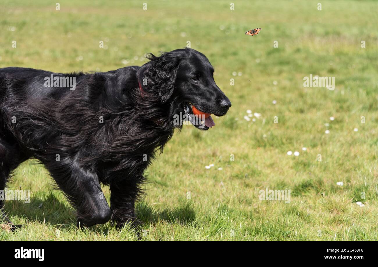 Maschio piatto-rivestito Retriever, 6 anni, fotografato all'aperto nel Regno Unito. Foto Stock