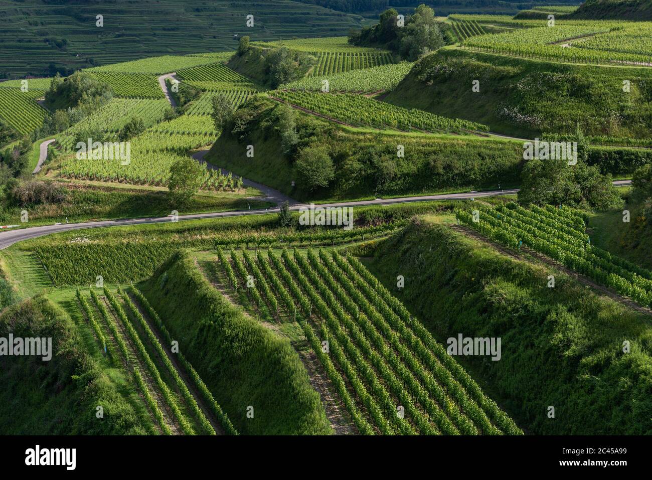 Vigneti di Kaiserstuhl, Baden, Germania Foto Stock