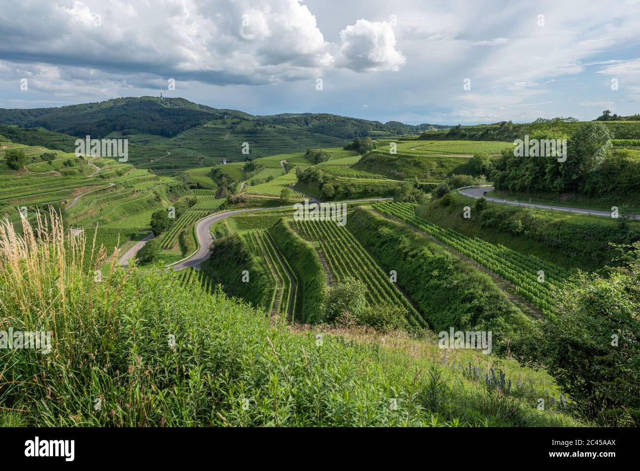 Vigneti di Kaiserstuhl, Baden, Germania Foto Stock