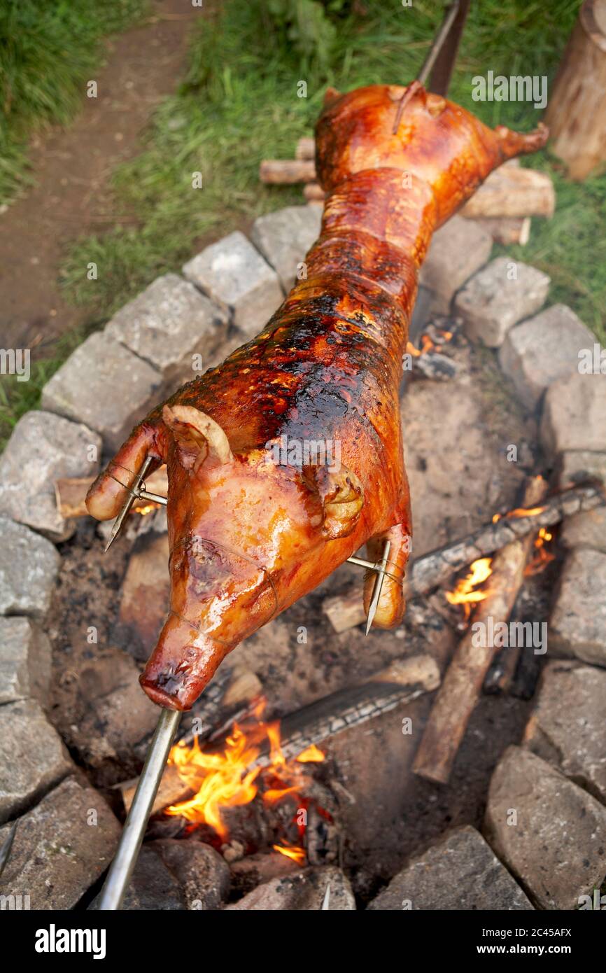 Maialino da latte Foto Stock