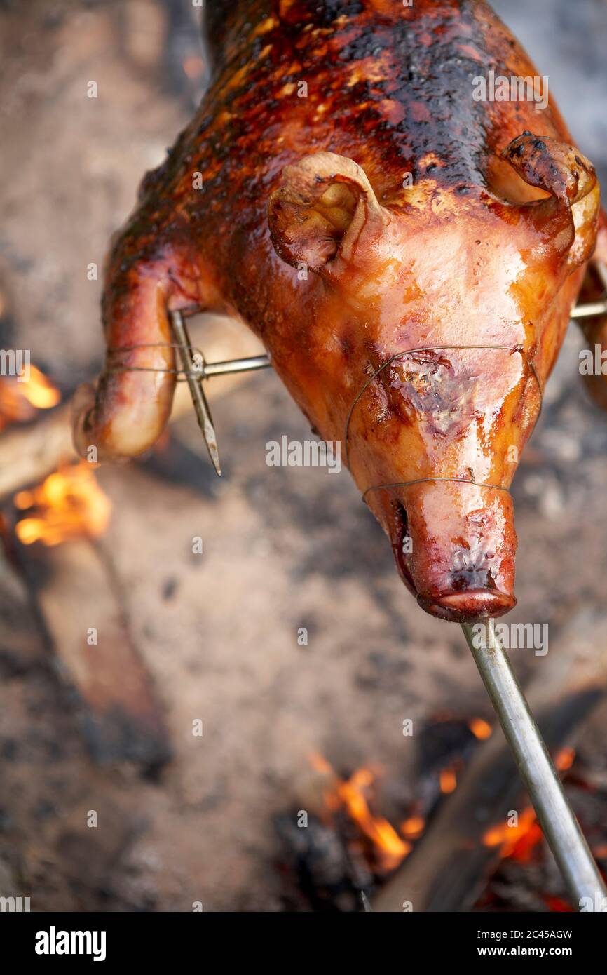 Maialino da latte Foto Stock