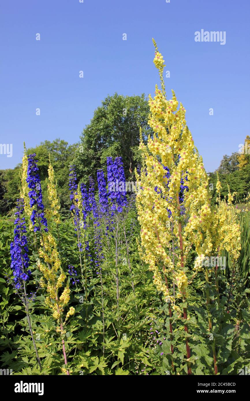 Moth Mullein Verbascum blattaria e Delfinium Foto Stock