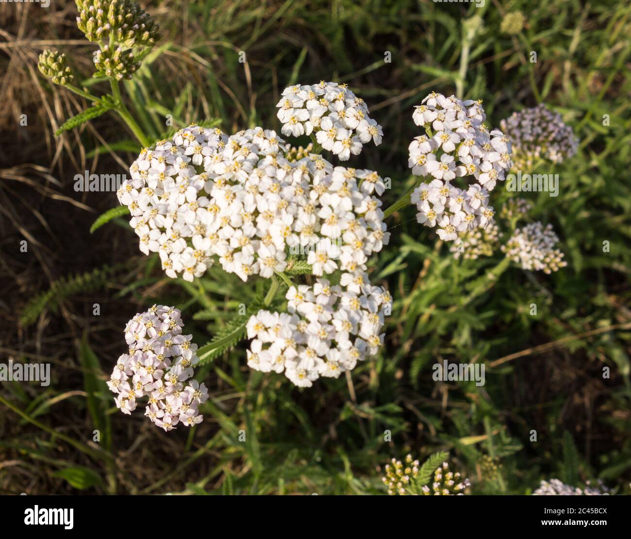 La chiocciatura delle teste di fioritura di un Yarrow comune o di un Achillea millefolium, Foto Stock