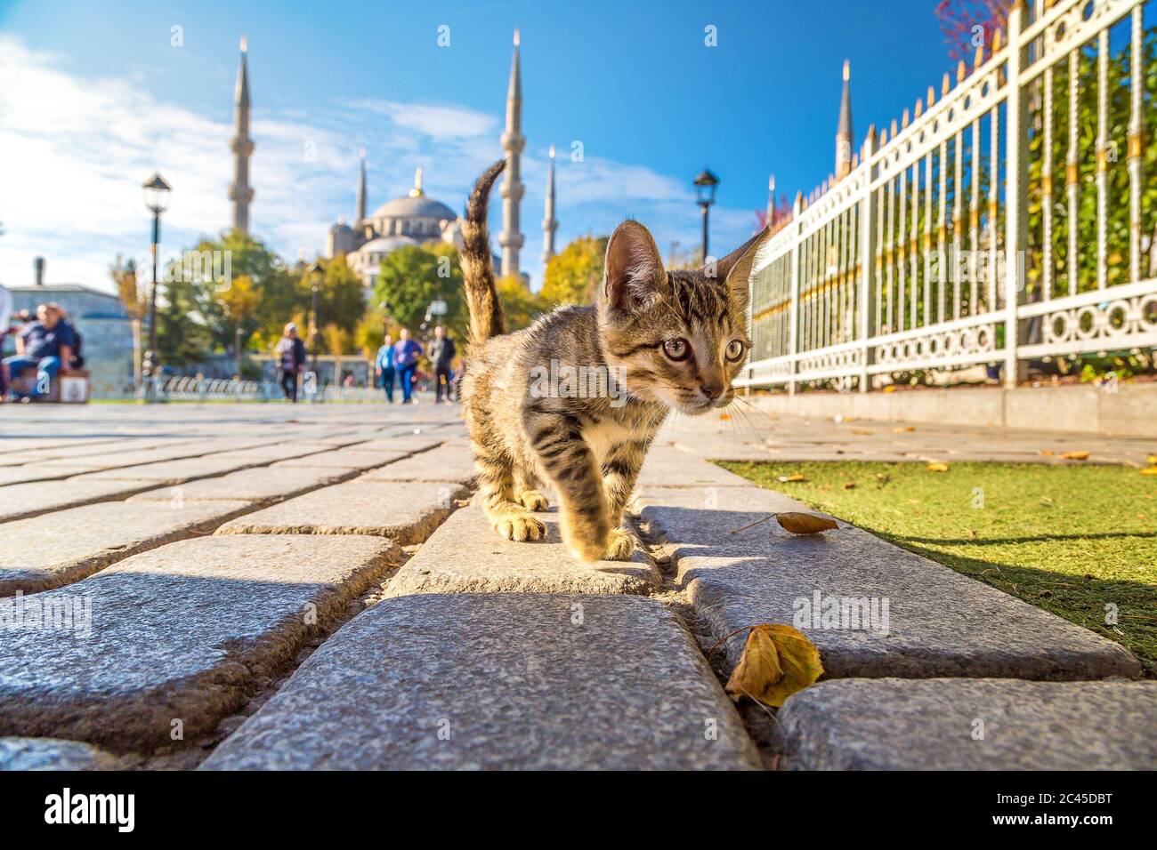 Gatto a Istanbul, Turchia in una bella giornata estiva Foto Stock