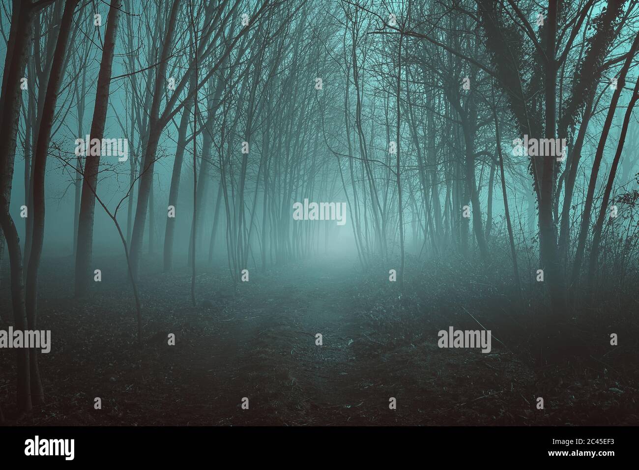 Misty desolato foresta Foto Stock