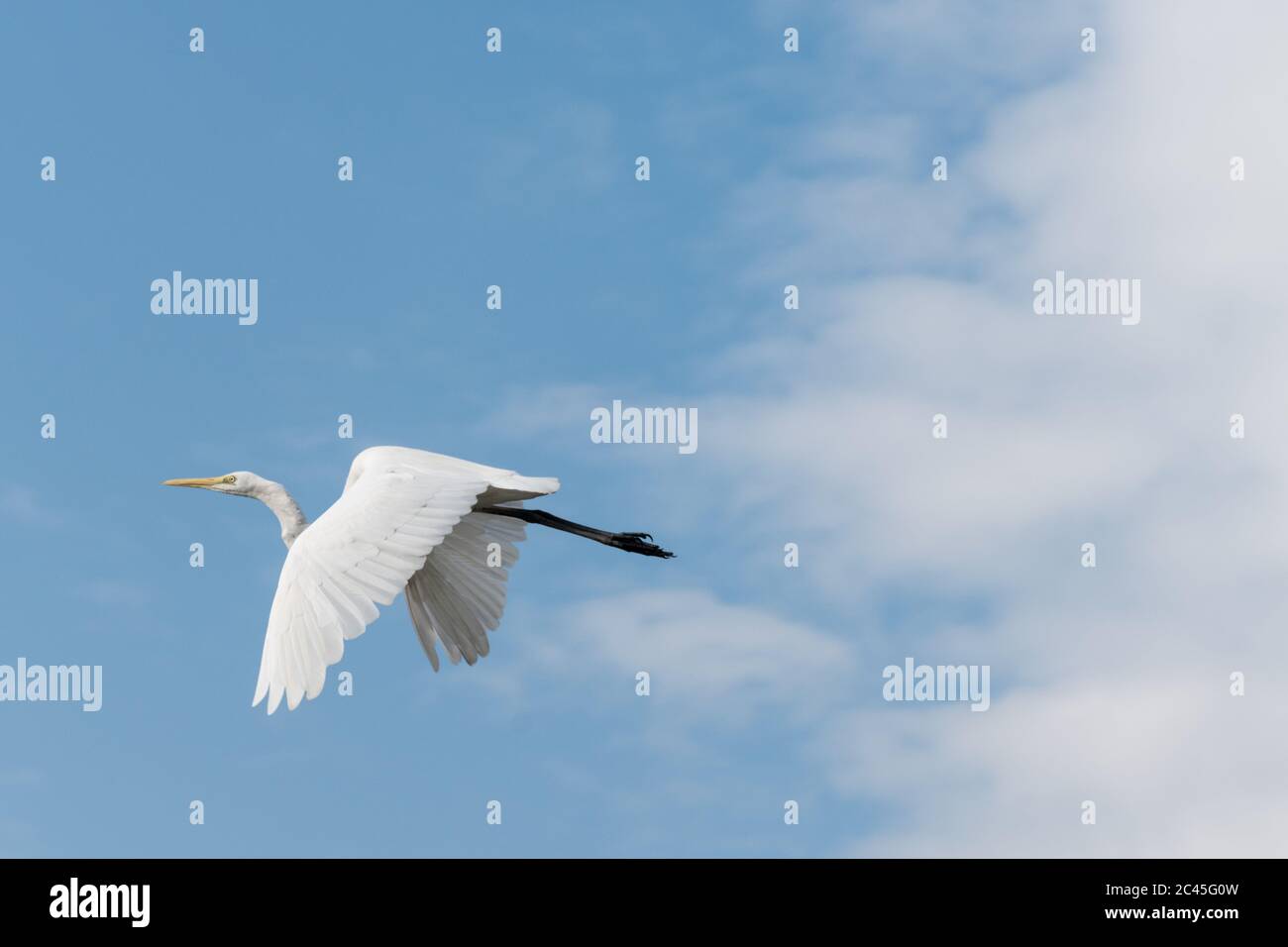 Uccello che vola in cielo blu e nuvoloso Foto Stock