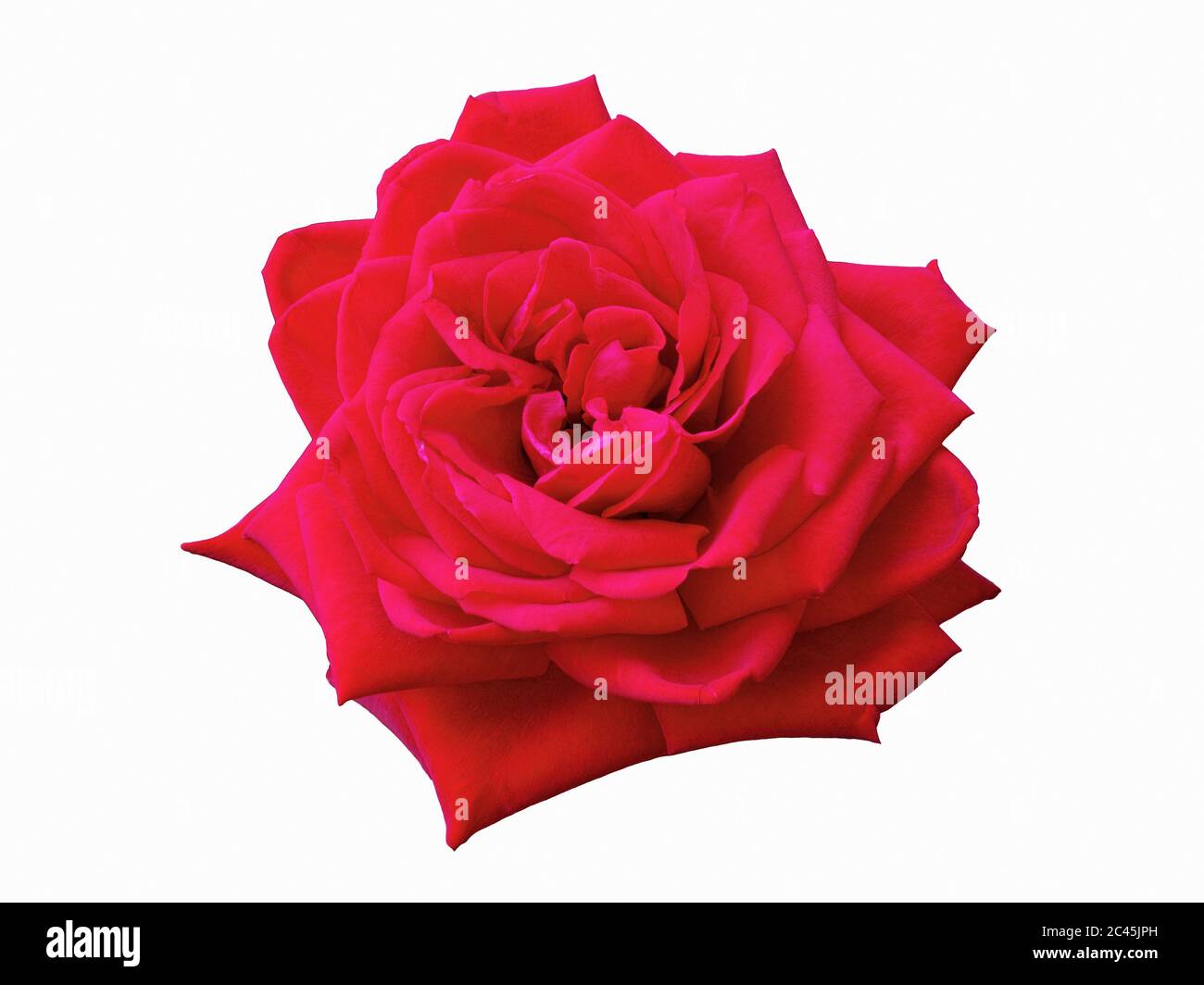 rosa rossa in piena fioritura su sfondo bianco Foto Stock