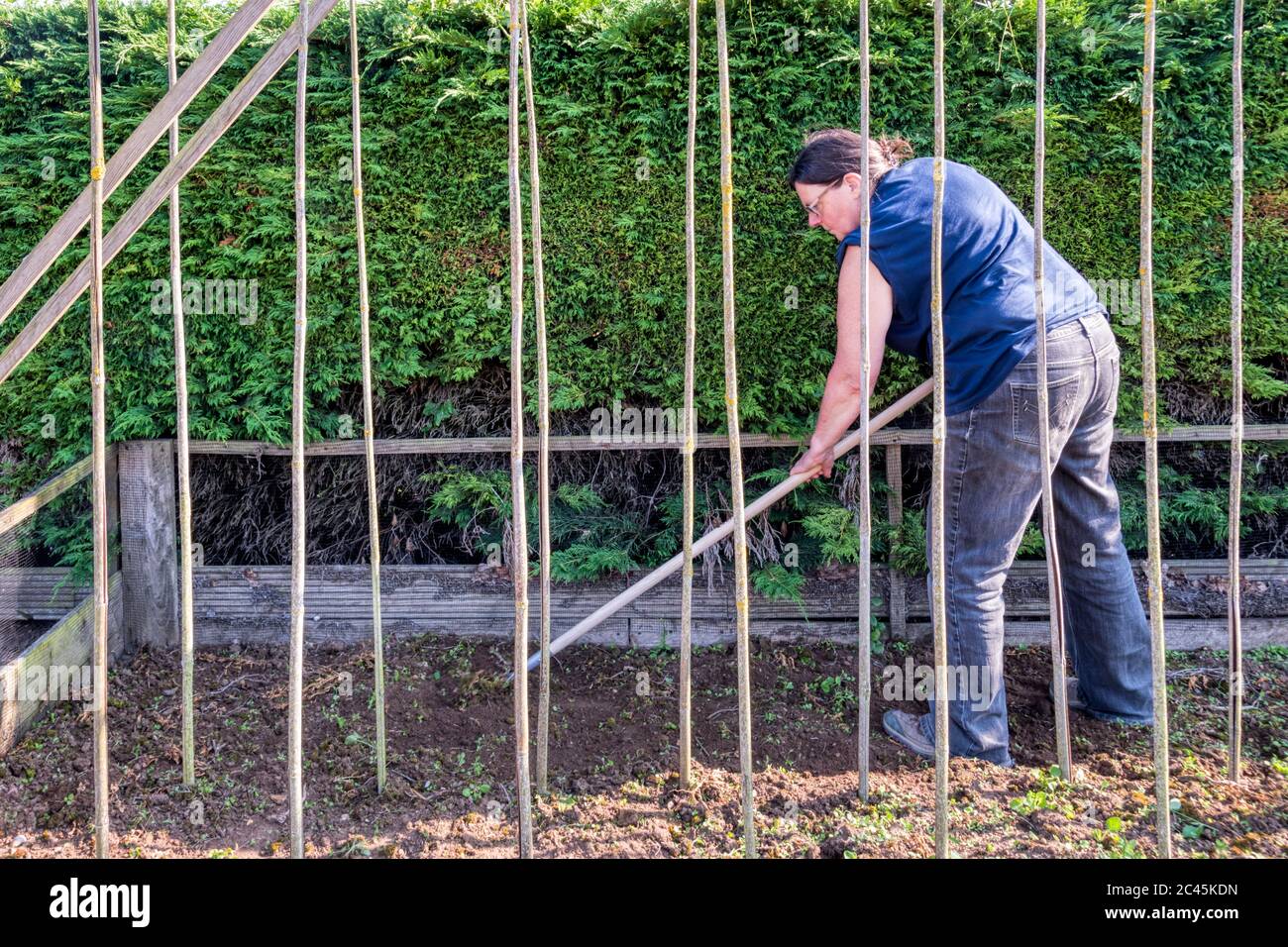 Donna che rinfestano erbacce da un letto di verdure prima di piantare i fagioli larghi. Foto Stock