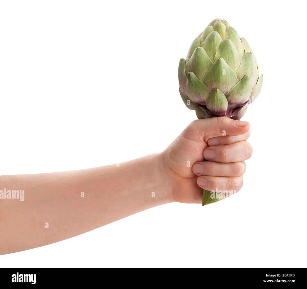 carciofo nel percorso della mano isolato su bianco Foto Stock