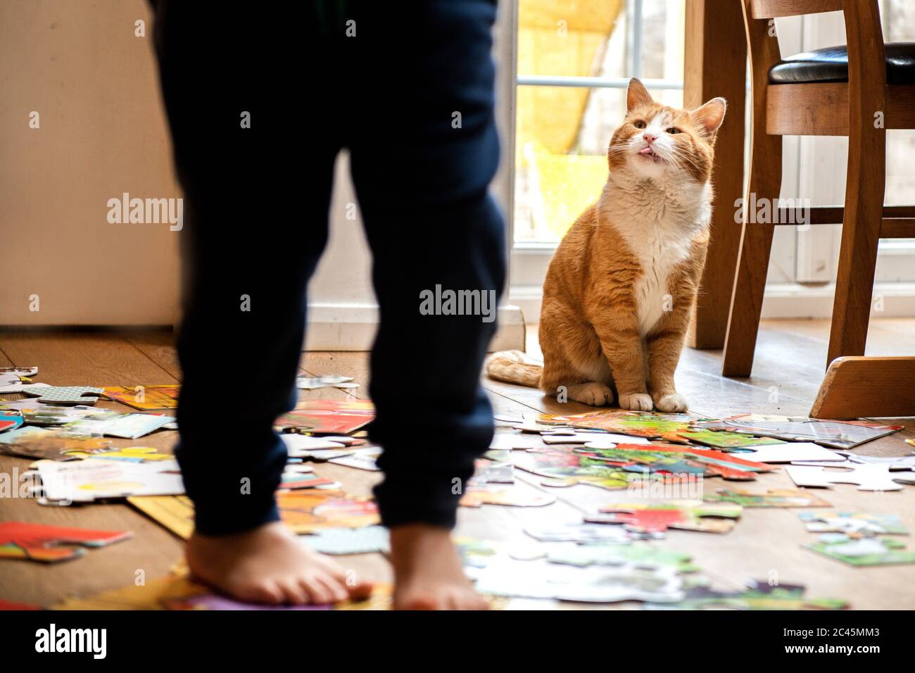 Bambino giovane che gioca all'interno con gatto tabby zenzero. Foto Stock