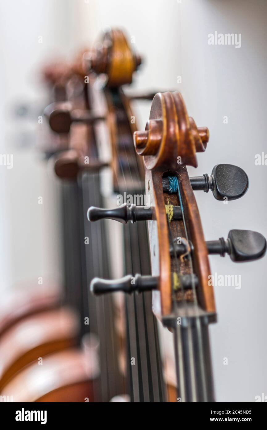 Lumache di violino, primo piano Foto Stock